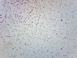 Eisco Salmonella Typhi, Gram Negative Salmonella Typhi:Education Supplies,