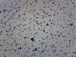 Eisco™ Meningococcus, Gram Negative