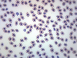Eisco Frog Blood Smear, GS Stain Frog Blood; Mounting: Smear; Stain: GS