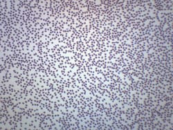 Eisco Frog Blood Smear, GS Stain Frog Blood; Mounting: Smear; Stain: GS