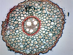 Eisco™ Iris Root, Cross Section