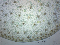 Eisco Zea Mays Stem (Corn), Cross Section Zea Mays Stem - Cross Section:Education