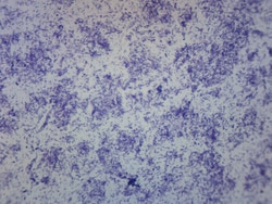 Eisco™ Bacteria Spores Smear