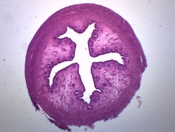 Eisco™ Uterus Section (Animal)