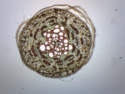 Eisco™ Mature Pine Root, Cross Section
