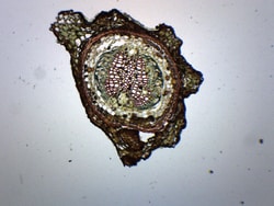 Eisco™ Young Pine Root, Cross Section