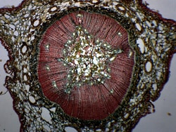 Eisco™ Young Pine Stem, Cross Section