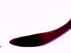 Eisco™ Wheat Root Tip, Wholemount