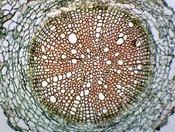 Eisco™ Helianthus Root, Cross Section