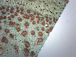 Eisco™ Dracaena Stem, Cross Section