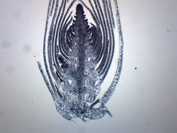 Eisco™ Elodea Stem Tip, Cross Section