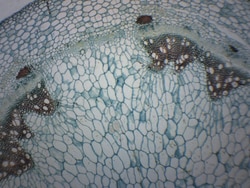 Eisco™ Geranium Stem, Cross Section
