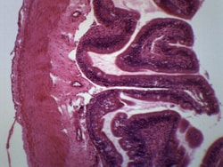 Eisco™ Frog Intestine, Cross Sectin and H&E Stain