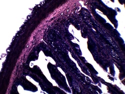 Eisco™ Frog Rectum, Cross Section
