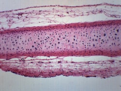 Eisco™ Frog Cartilage Section