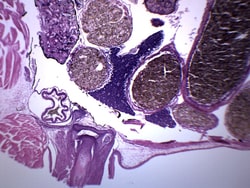 Eisco™ Tadpole Thorax Gills Region, Cross Section