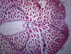 Eisco™ Tadpole Abdomen, Cross Section
