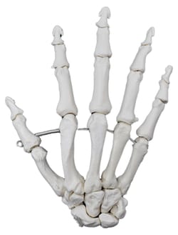 Eisco™ Human Articulated Hand Bone Model
