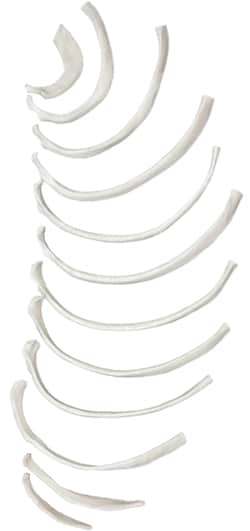 Eisco&trade;&nbsp;Disarticulated Human Rib Bones