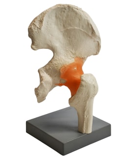 Eisco&trade;&nbsp;Model Human Hip Joint
