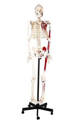 Eisco™ Human Skeleton Painted Model