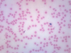 Eisco™ Prepared Microscope Slide - Human Blood Smear