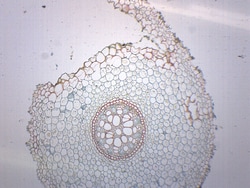Eisco™ Prepared Microscope Slide - Lilium Root Cross Section