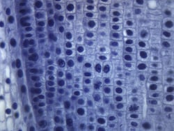 Eisco™ Typical Monocot Alium Root Tip, Longtitudinal Section