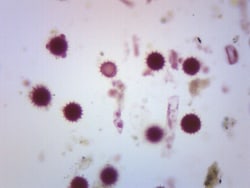 Eisco™ Dicot Pollens Comparison, Wholemount