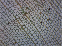 Eisco™ Plant Cytology-Cork Cell Stem, Cross Section