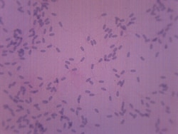 Eisco™ Sperm Smear, Mammalian