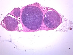 Eisco Peripheral Nerve Cross Section, Mammal Mammal:Education Supplies,
