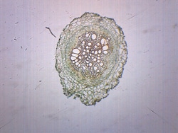 Eisco Monocot Dicot Root, Cross Section Plant:Education Supplies, Quantity: