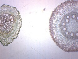 Eisco Monocot Dicot Root, Cross Section Plant:Education Supplies, Quantity: