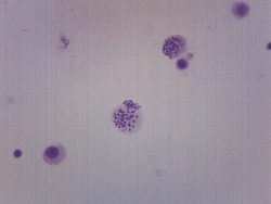 Eisco™ Male Chromosome Smear Human