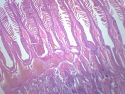 Eisco Gills of Fresh Water Fish Gills of Fresh Water Fish; Size: 25 x 77