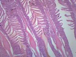 Eisco Gills of Fresh Water Fish Gills of Fresh Water Fish; Size: 25 x 77
