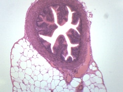 Eisco™ Fallopian Tube - Mammalian, Cross Section