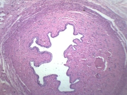 Eisco™ Urethra - Mammalian, Cross Section