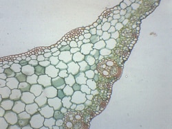 Eisco™ Zea Mays Leaf