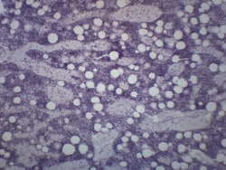 Eisco™ Red Bone Marrow Section