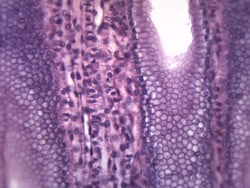 Eisco Simple Cuboidal, Epithelium Simple Cuboidal, Epithelium; Size: 25