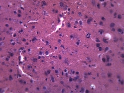 Eisco&trade;&nbsp;Brain - Mammalian, Composite Section