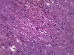 Eisco Brain - Mammalian, Composite Section 1 Ea. | Buy Online | Eisco&trade; | Fisher Scientific