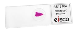 Eisco Brain - Mammalian, Composite Section 1 Ea. | Buy Online | Eisco&trade; | Fisher Scientific