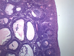 Eisco™ Ovary - Mammalian