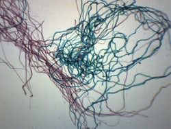 Eisco™ Cotton Textile Fibers, Whole Mount