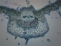 Eisco Syringa Vulgaris Leaf, Cross Section Syringa Vulgaris Leaf; Mounting: