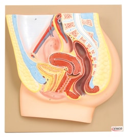 Eisco™ Female Pelvis Section
