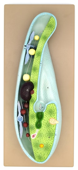 Eisco™ Slipper Animalcule Paramecium Model